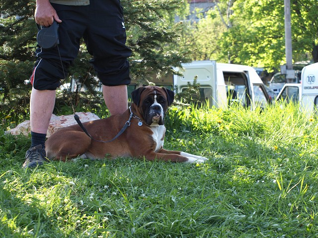 www.atibox.net * www.euroboxer.eu * www.boxergenealogia.eu